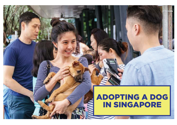 Dog Adoption Drive Singapore