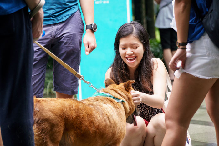 How-to-adopt-at-ASD-Adoption-Drive