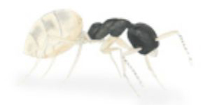 Ghost Translucent Black Ant
