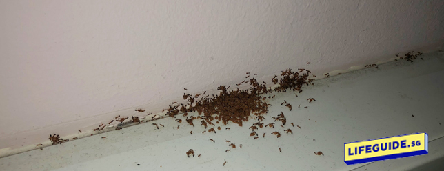 Ant Killing Powder Poison