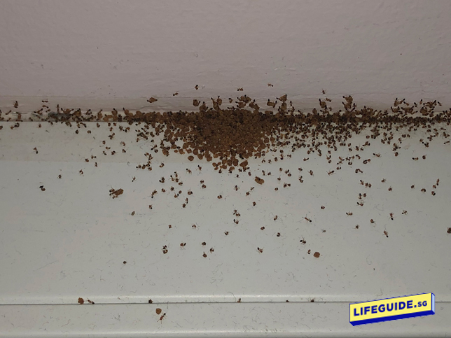 Ant Killing Powder Poison