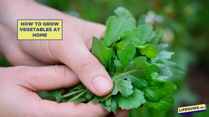 Home Garden Edible Vegetables To Grow